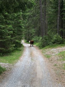 From time to time there are cows on the path