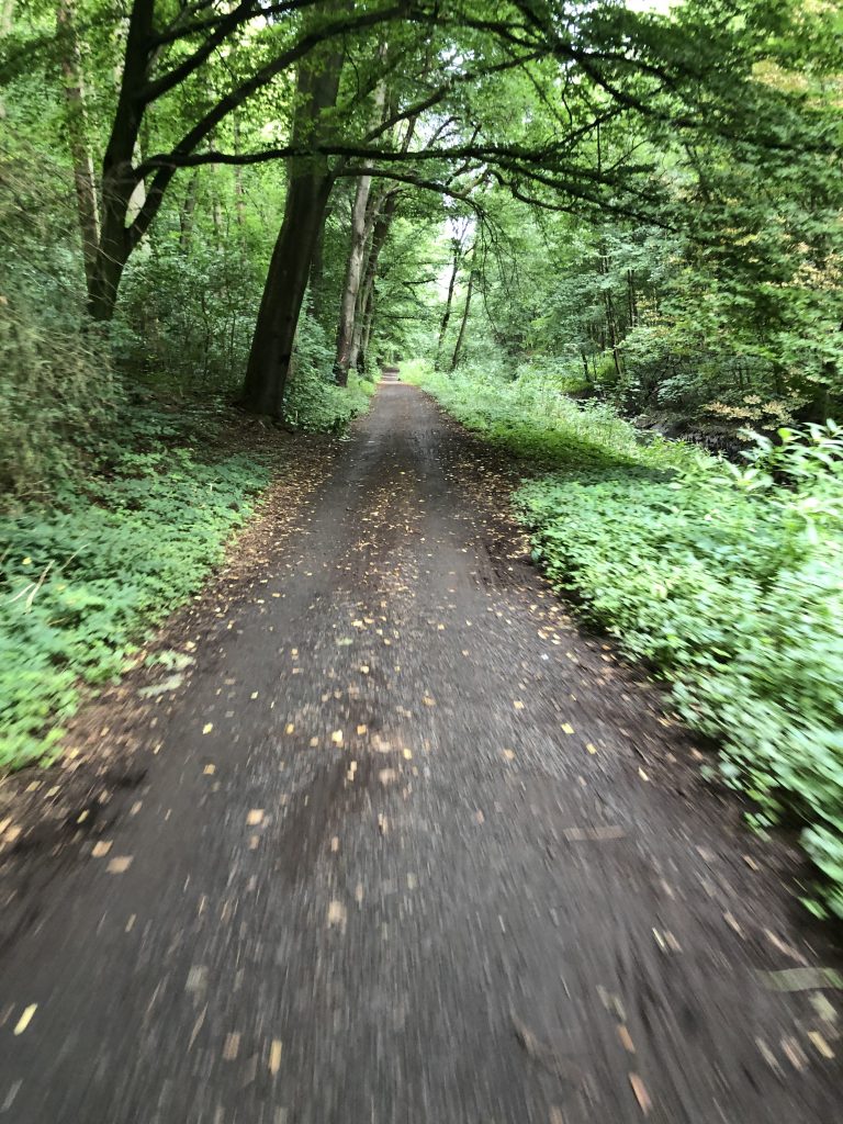 Waldweg in Göttingen