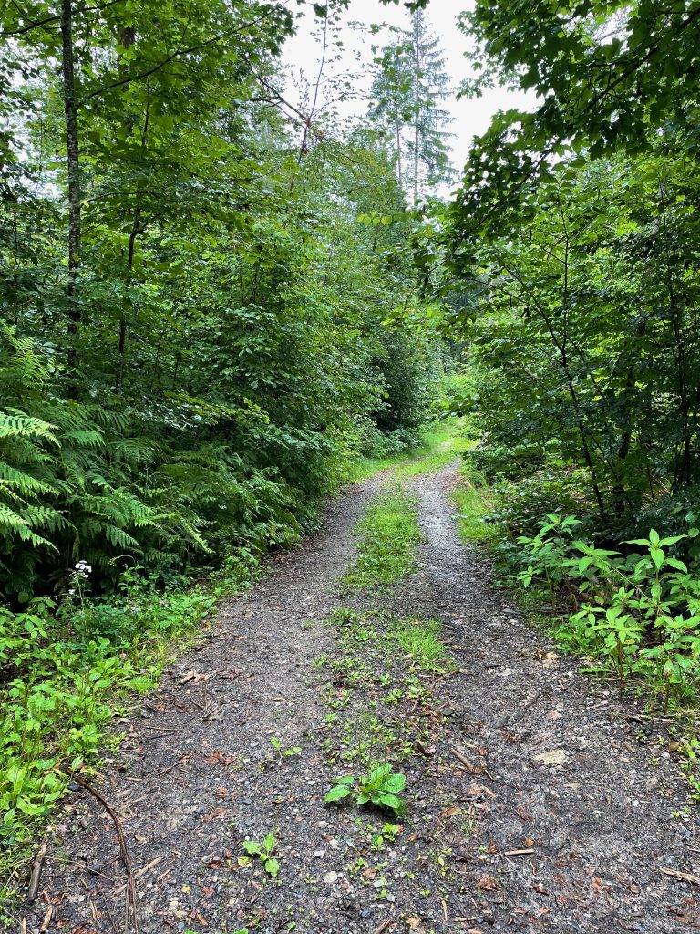 Schöne Gravelstrecken im Schwarzwald