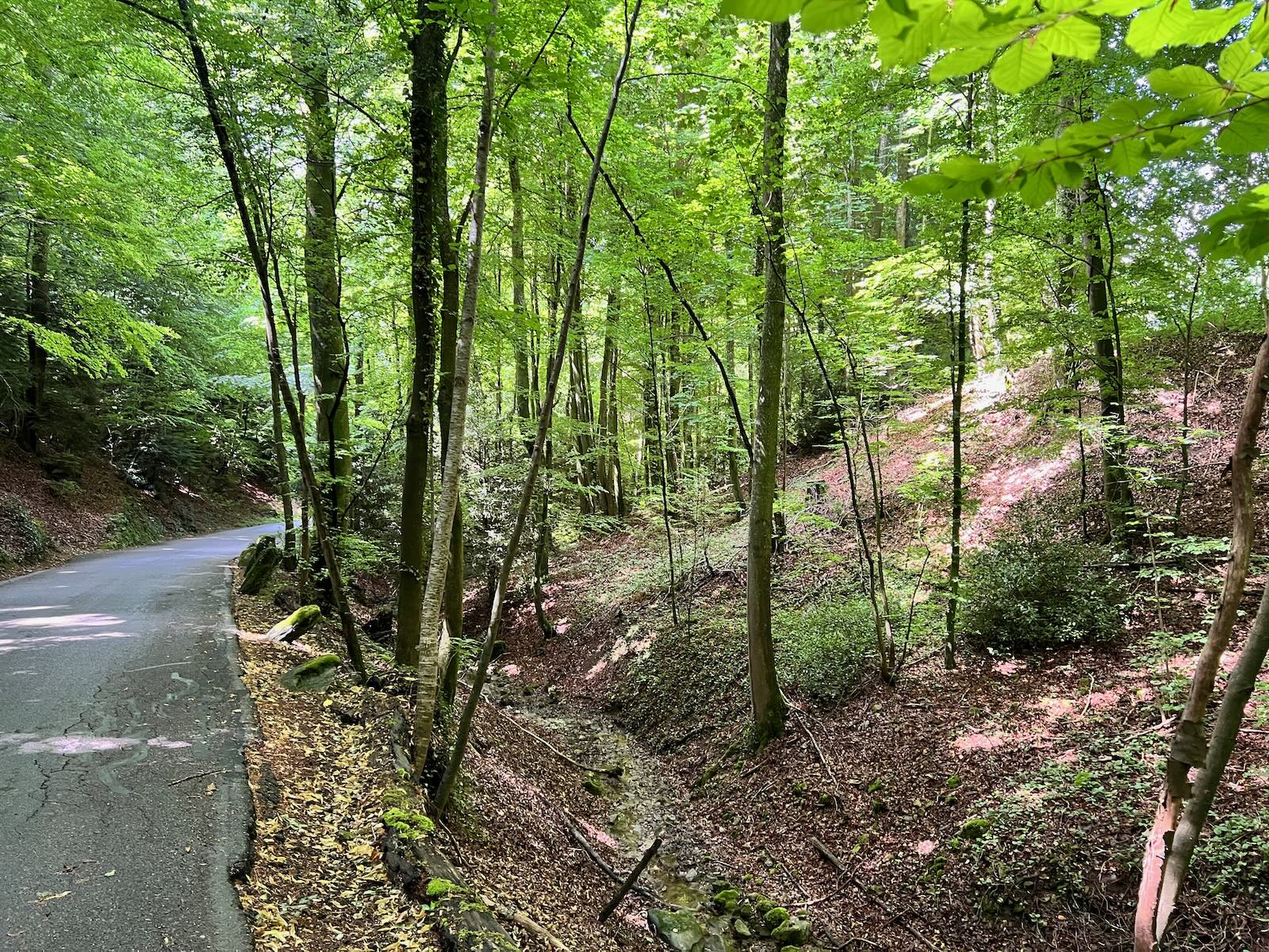 Straße durch den Wald